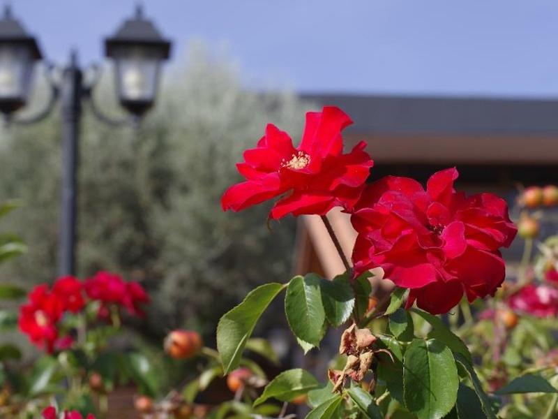Hotel Los Olivos Getafe Exteriör bild